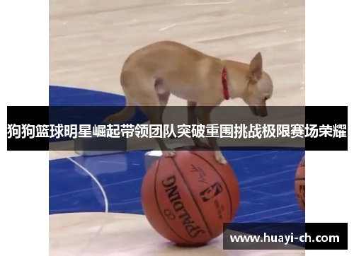 狗狗篮球明星崛起带领团队突破重围挑战极限赛场荣耀